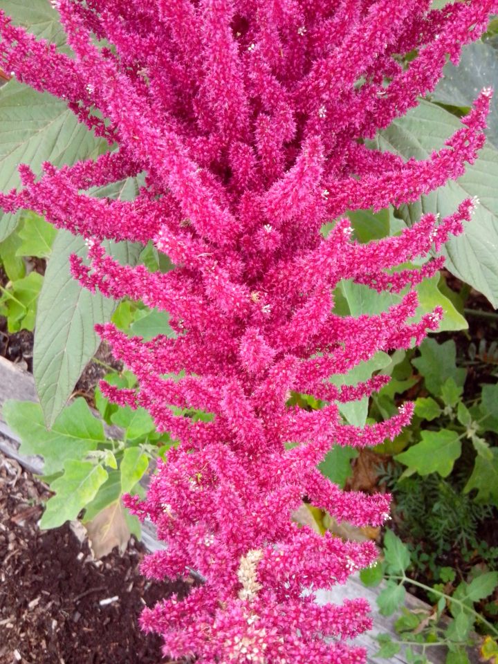 IMG_20150228_100432-amaranth flower
