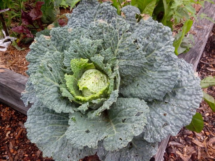 IMG_20151114_084547-Cabbage C