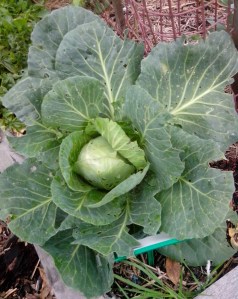 IMG_20151114_085023-Cabbage E