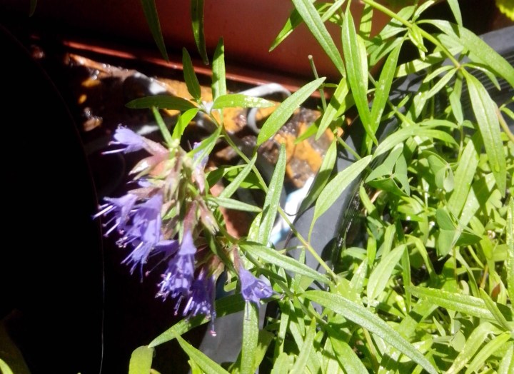 IMG_20151206_120926-Hyssop flowering