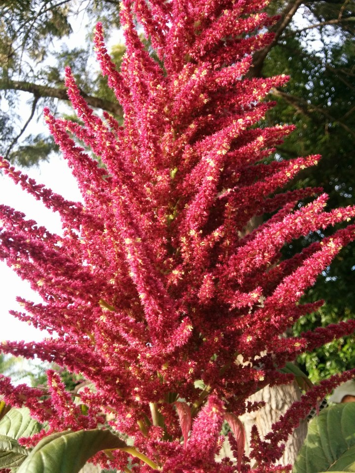 IMG_20160312_082418-amaranth flowering 3