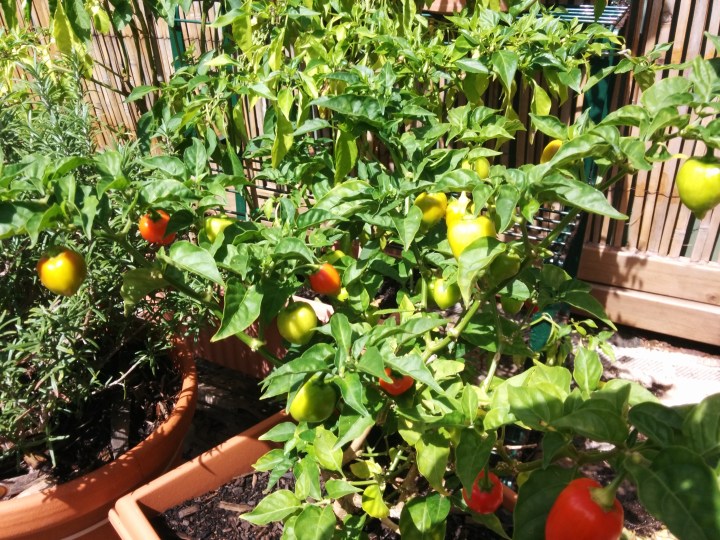 IMG_20160316_122431-Georges's chillies