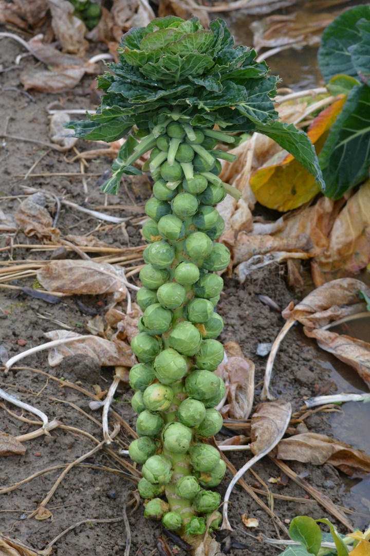 brussels-sprouts-plant-277190_1920