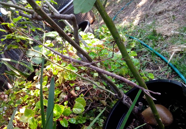 IMG_20131020_082616-stick insect on a rose