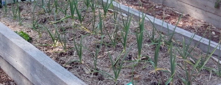 IMG_20150822_115818-garlic growing in bed2