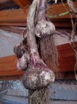 IMG_20151117_122456-garlic harvest