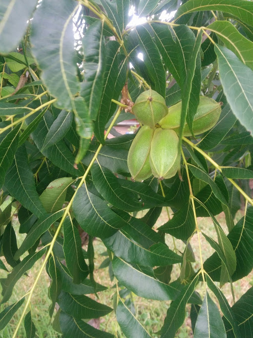 IMG_20160226_154840-pecan plant