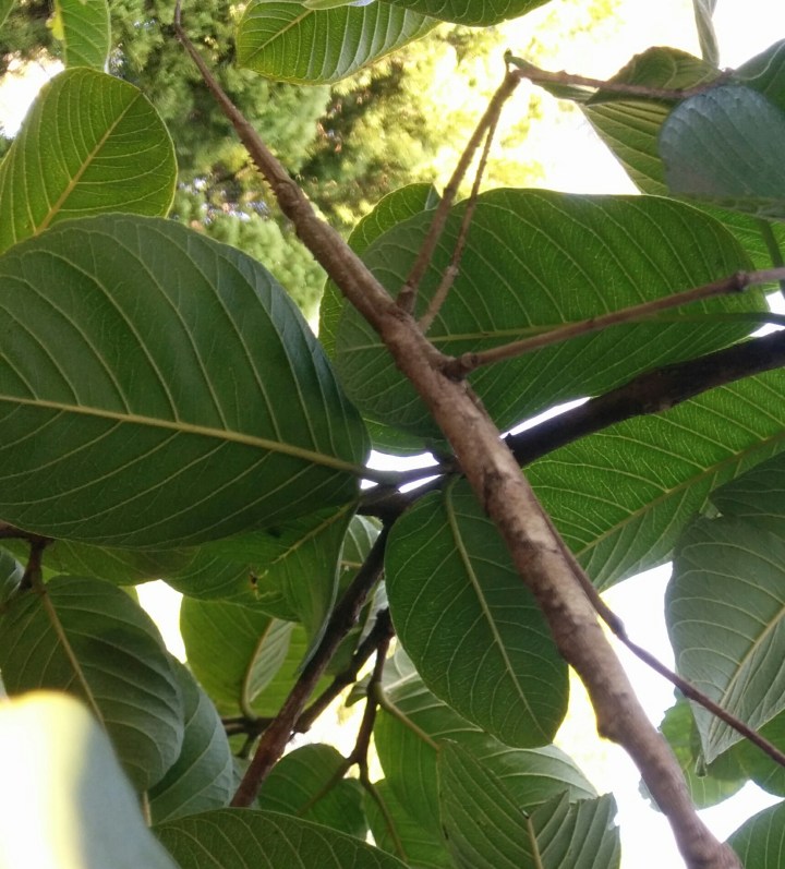 IMG_20160405_153756-Stick insect close up
