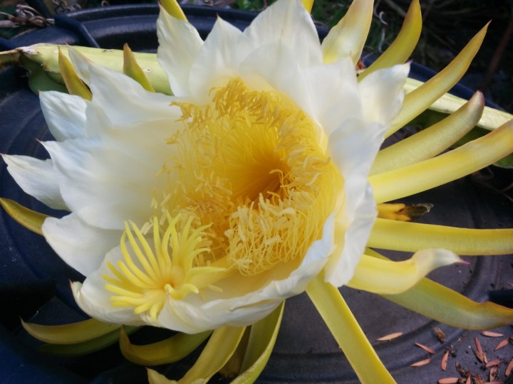 IMG_20160420_100954-dragon fruit flower