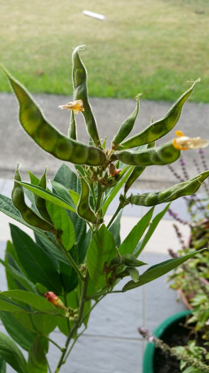 20160518_080916_pidgeon pea in pot 2