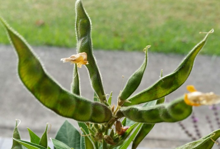 20160518_080916_Pigeon pea flower