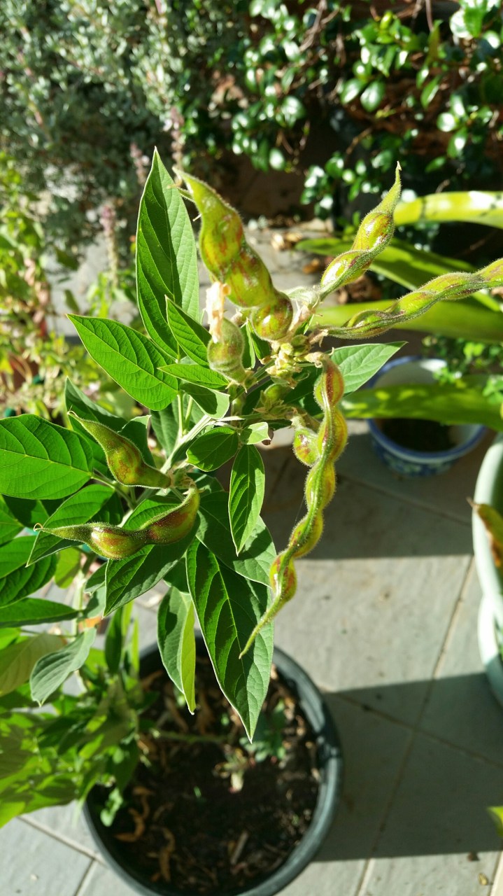 20160524_082608_pigeon peas in pot 1