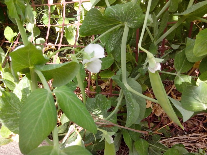 IMG_20130915_151213-Peas growing