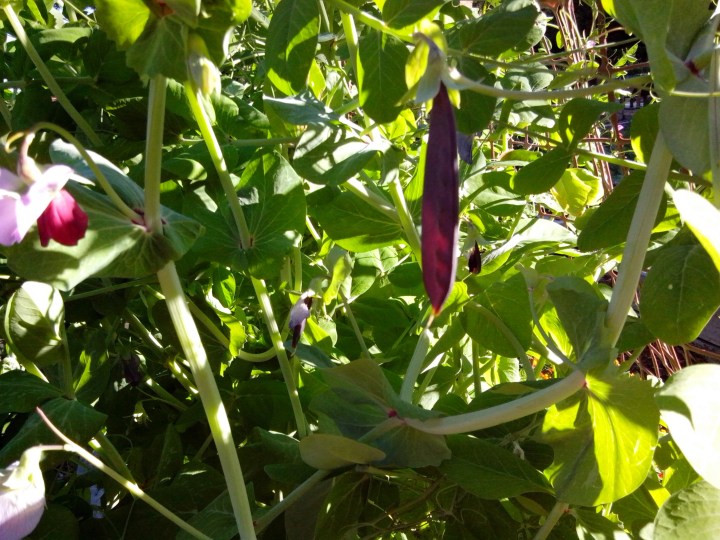 IMG_20140516_144056-purple peas