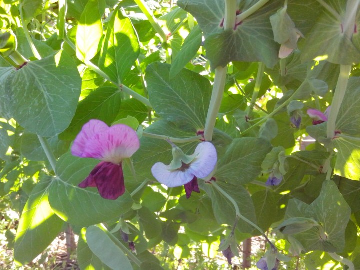 IMG_20140516_144143-pea flowers