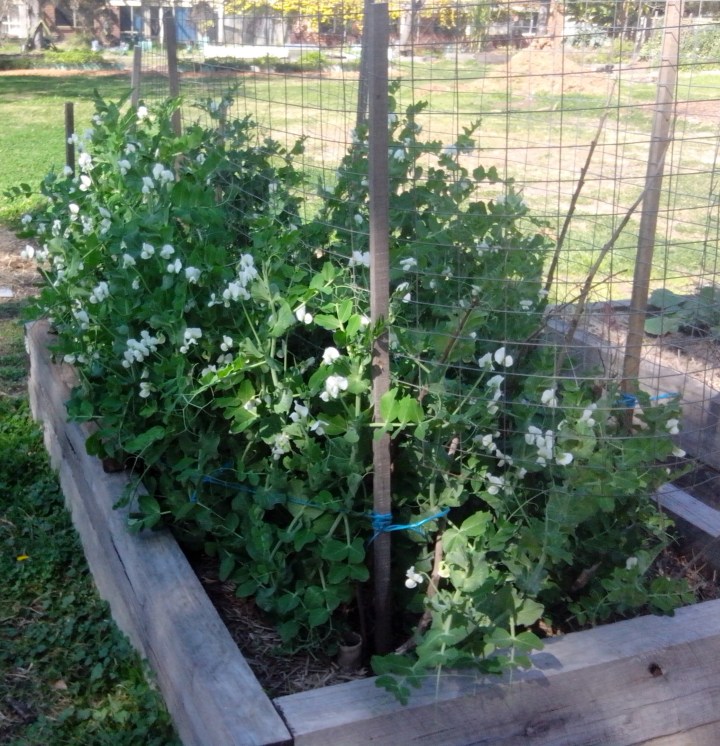IMG_20150822_115858-snow peas