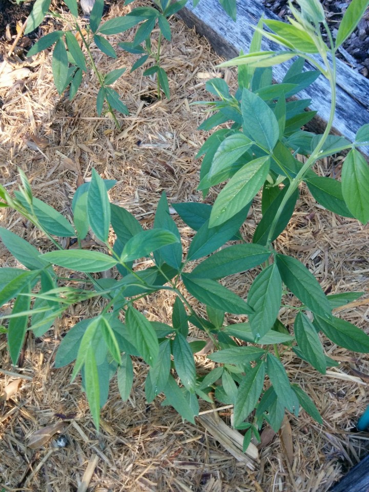 IMG_20160305_081437-Pigeon peas 3