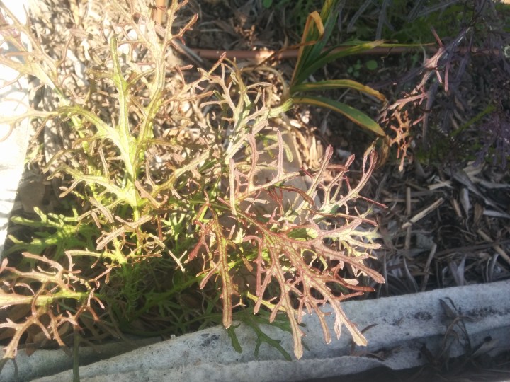 IMG_20160507_110616Mizuna 3