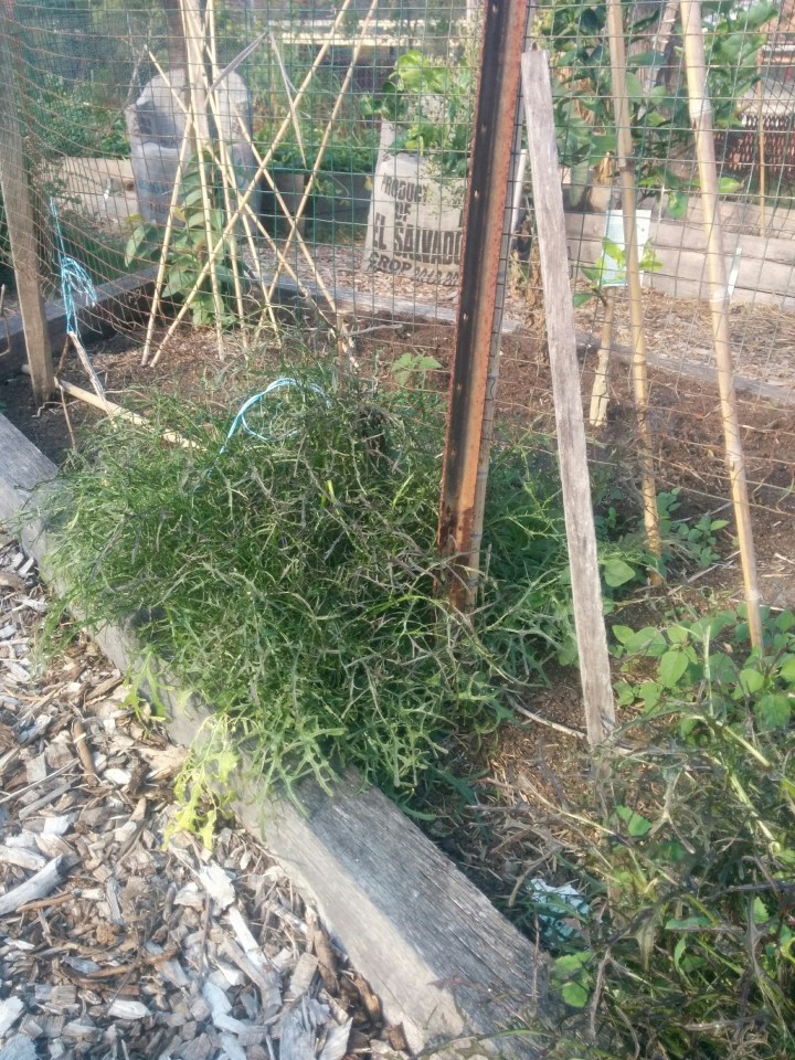 IMG_20160507_144503Mizuna 2