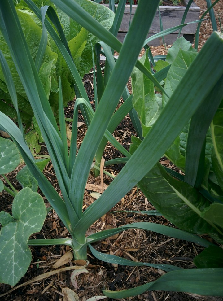 IMG_20161026_154547-Leeks Growing
