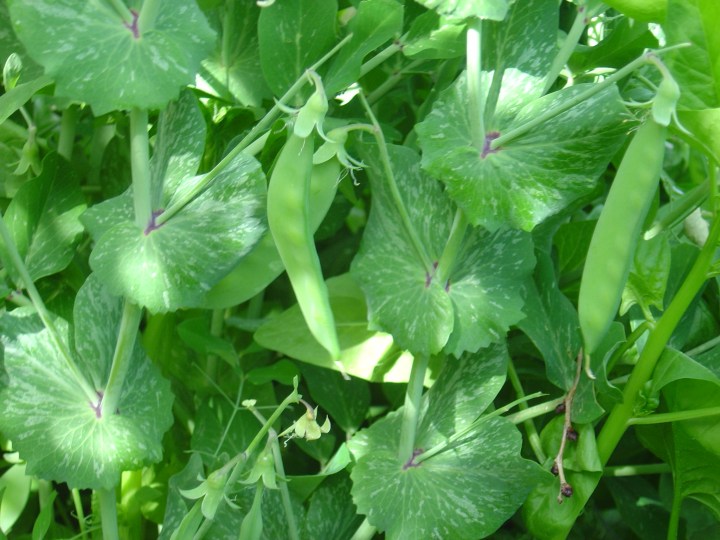 photo-download-snow peas