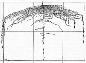 Root system of pea plant at 6 weeks
