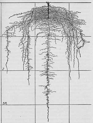 Spinach root system