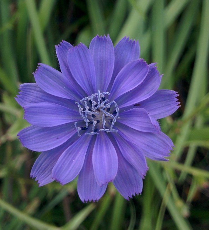 IMG_20160606_162511 (1)-Chicory flower
