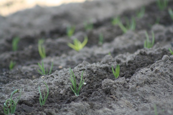 spring-179550_1920-onions growing