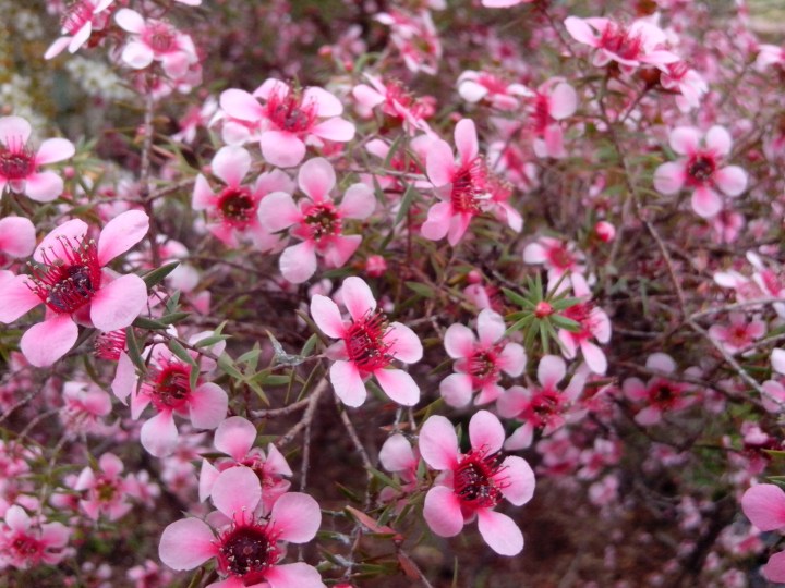 IMG_20130908_114620-Leptospermum pink