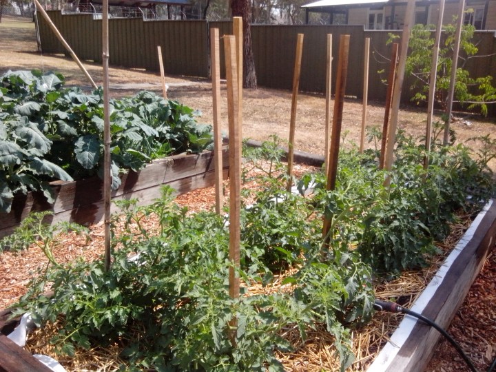 IMG_20131108_104814-tomato plants 2