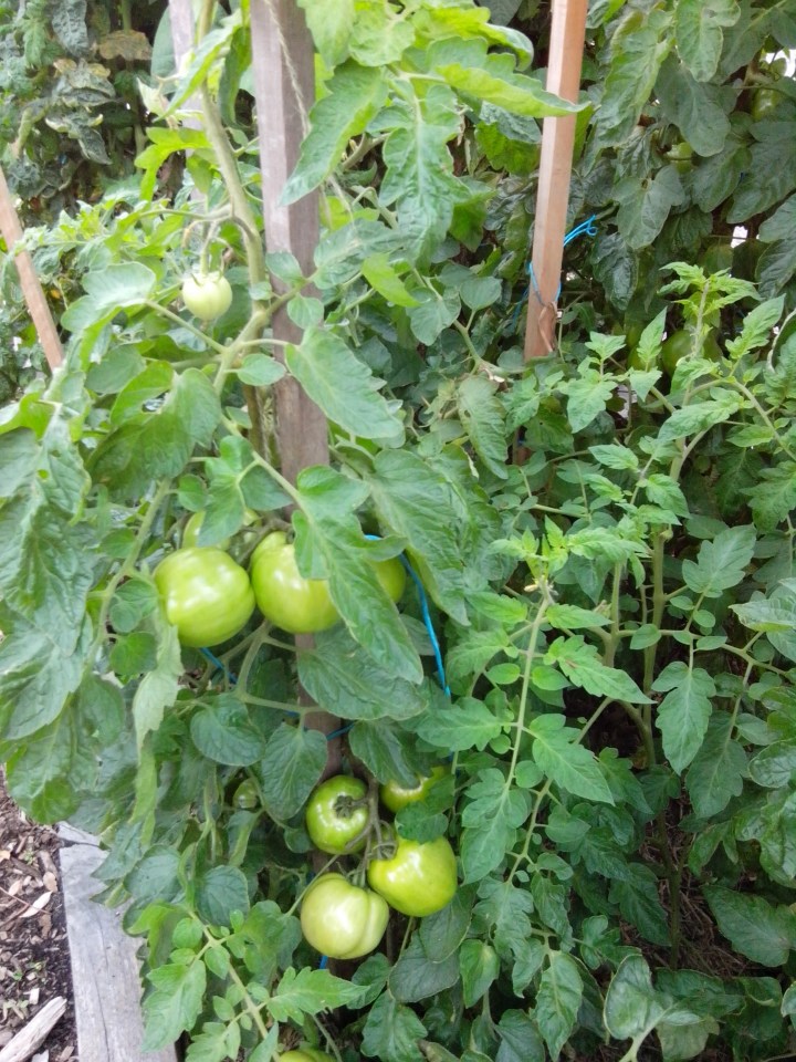 IMG_20141220_094106-tomato plants 5