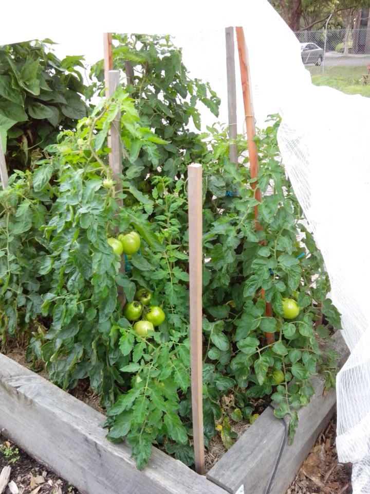 IMG_20141220_094123-tomato plants 4