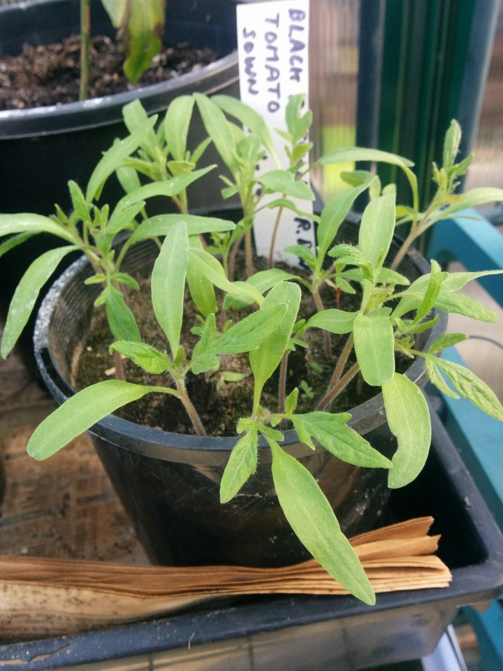 IMG_20160716_093534-tomato seedlings 4