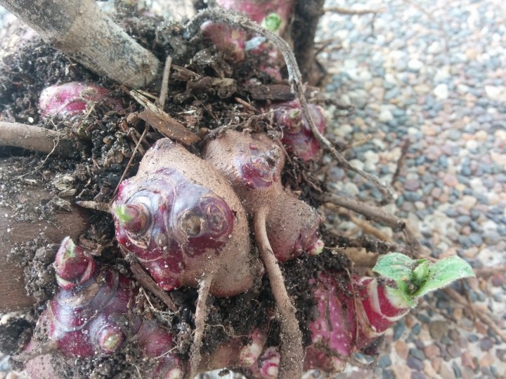 IMG_20160806_144406-Yacon crown