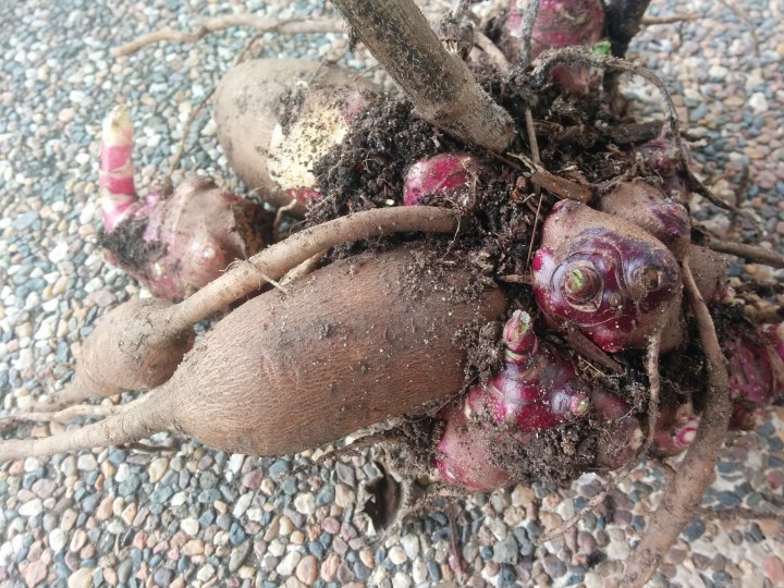IMG_20160806_144442-Yacon tuber and rhizome