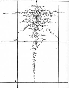 Parsnip early root system
