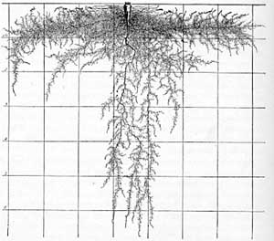 Parsnip mature plant