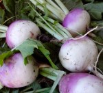 img_20140603_123154-turnips-for-pickles