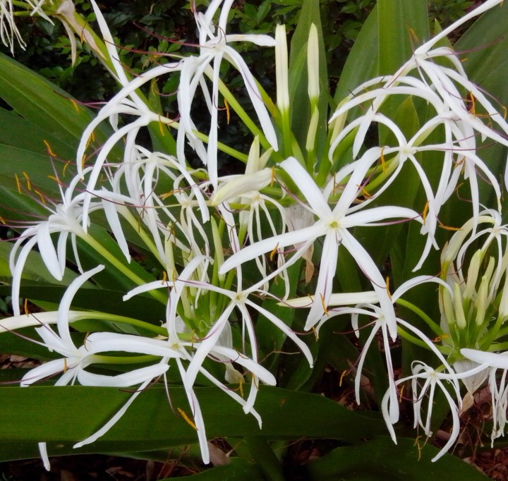 IMG_20141026_084435-Spider Lily