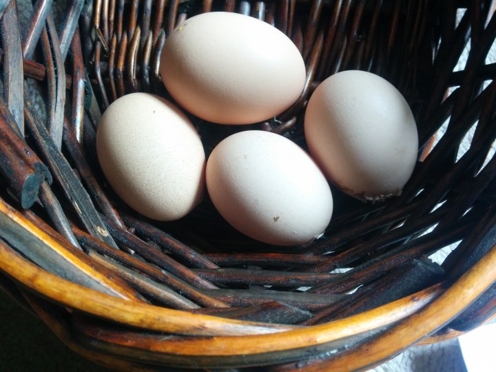 img_20160914_101127-eggs-in-a-basket