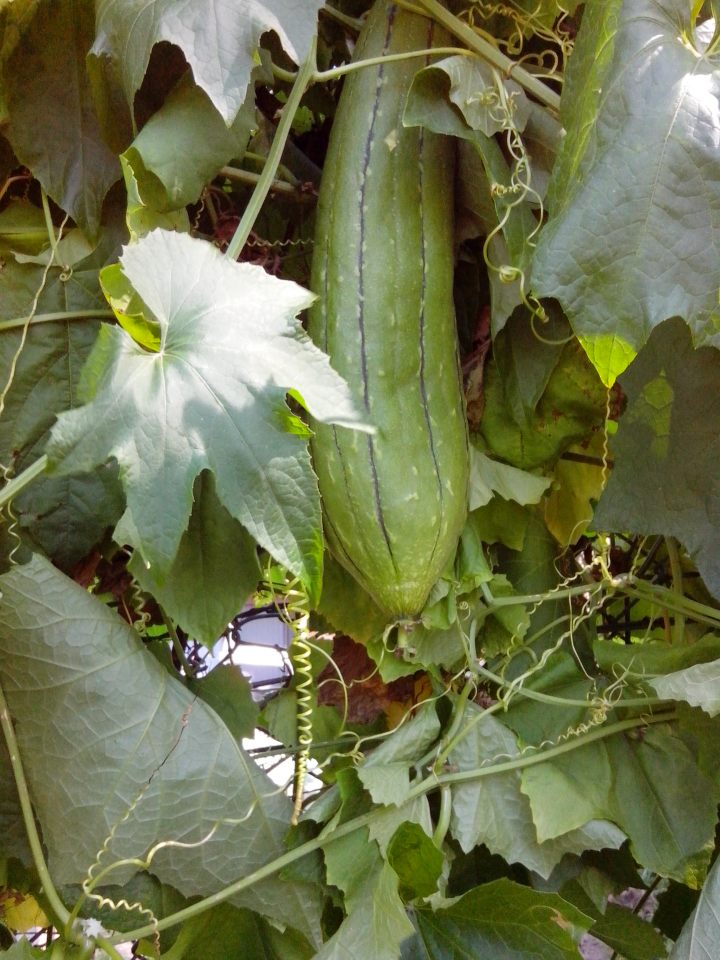 img_20130324_141700-luffa-2