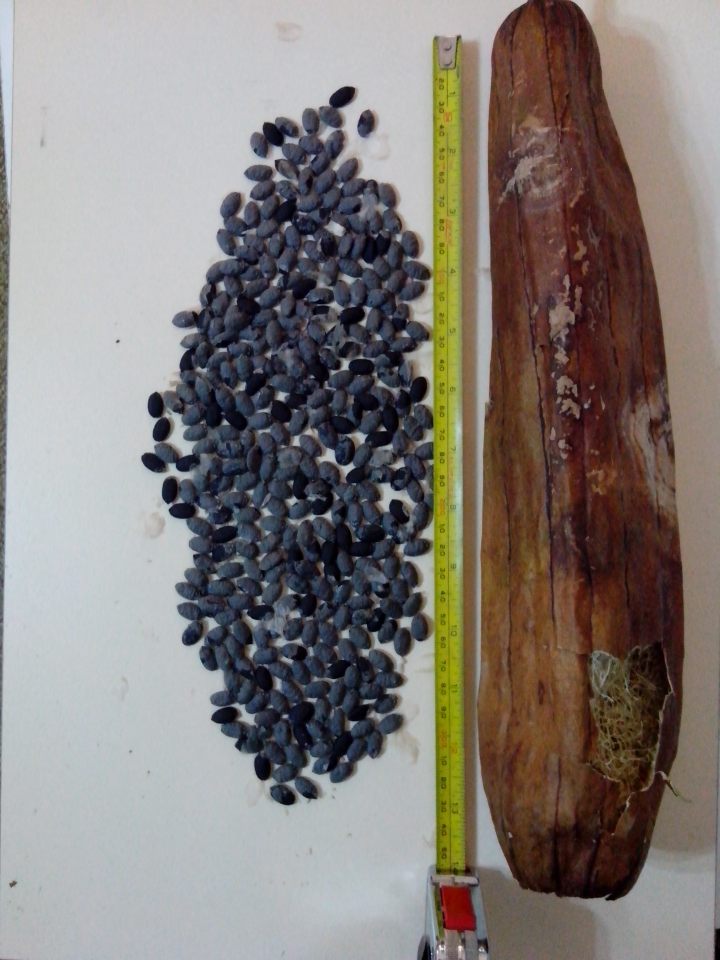 img_20130524_205314-luffa-seed-pod