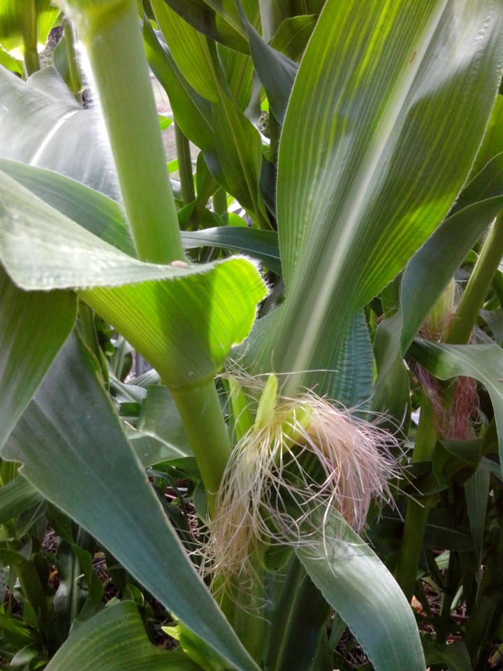 IMG_20140127_105016-Corn silk.jpg