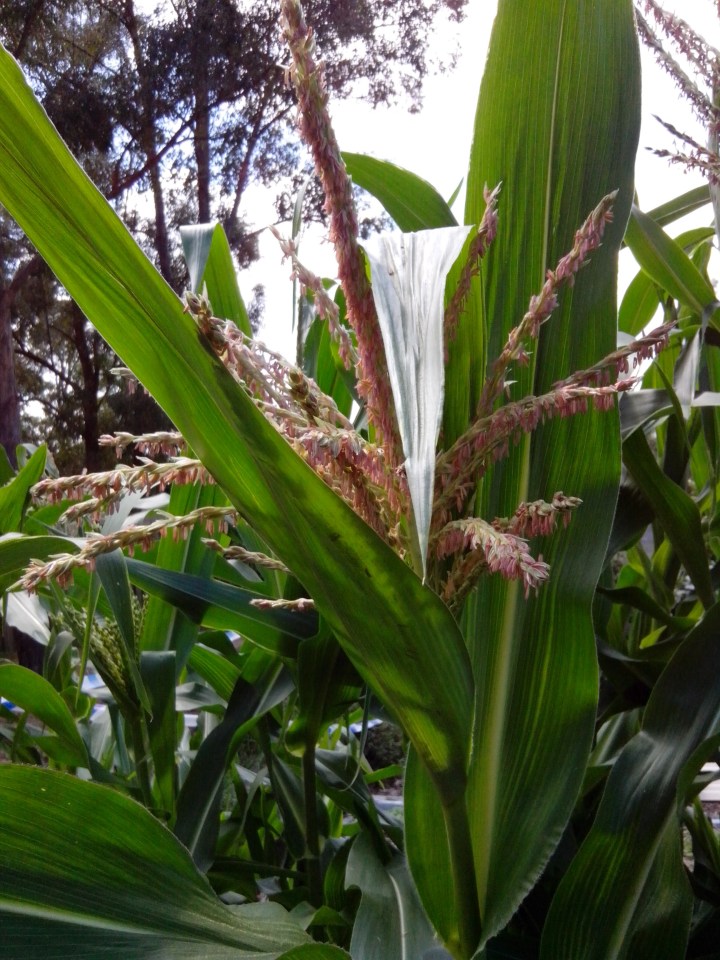 img_20140127_105024-corn-flowers