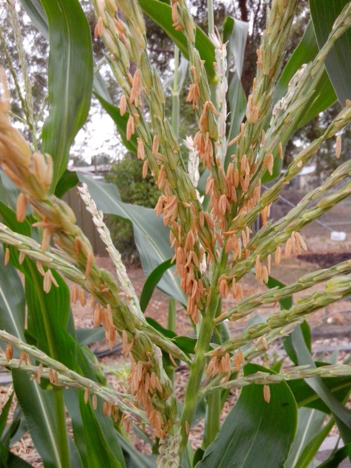 img_20140214_122217-corn-flowers-2
