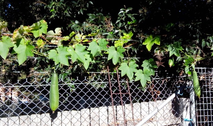 img_20140603_094154-luffa-growing