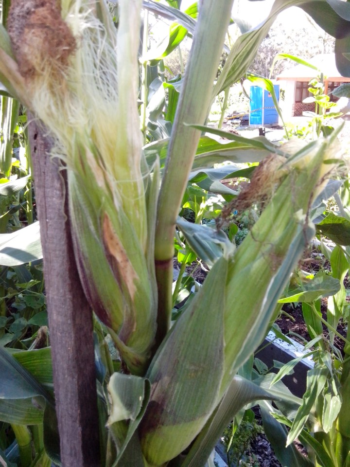 img_20150131_105832-corn-cobs