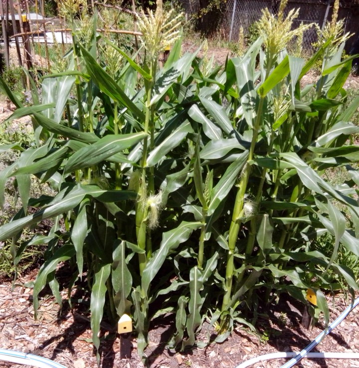 img_20151109_131640-corn-mature-plants