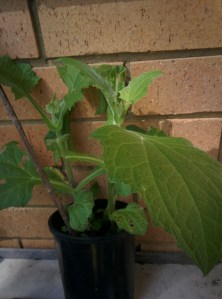 img_20161025_101903-yacon-potted